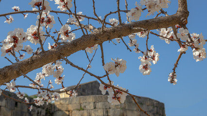 Blooming fruit trees in spring on a clear sunny day. Flowers on apricot branches. The scent of blooming apricot trees spreads throughout the area. Blooming apricot near the ancient fortress wall.