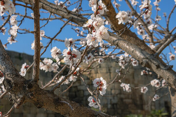 Blooming fruit trees in spring on a clear sunny day. Flowers on apricot branches. The scent of blooming apricot trees spreads throughout the area. Blooming apricot near the ancient fortress wall.