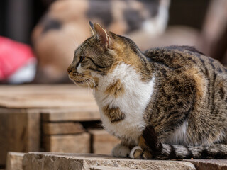 Portrait of a beautiful cat