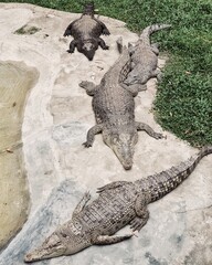 Close-Up of a Crocodile at the Zoo – Fierce Reptile in Captivity