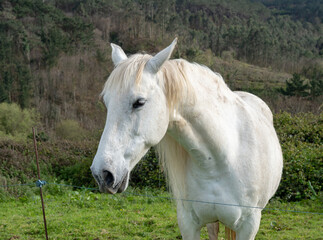White horse with a long mane on the meadow