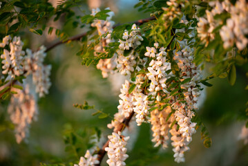 White acacia flowers lit by warm setting sun. Beautiful photo of blooming acacia tree illuminated by setting sun rays
