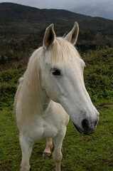 Obraz premium Horse grazing in the mountains