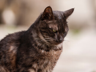 Portrait of a beautiful cat