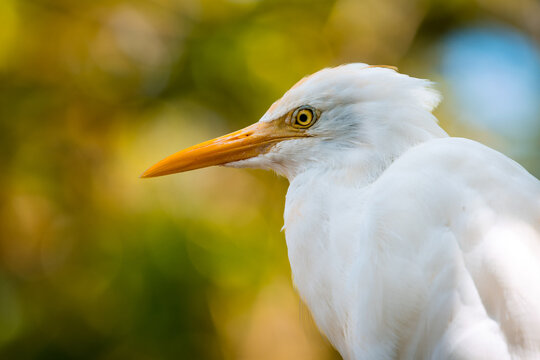 Close up portrait of a cute Cattle Egret bird resting in the shades of a forest in Malaysia