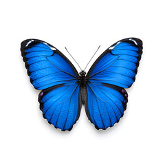 Fototapeta premium Blue Morpho butterfly isolated on white background