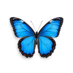 Blue Morpho butterfly isolated on white background