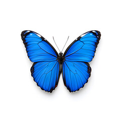Obraz premium Blue Morpho butterfly isolated on white background