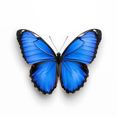 Fototapeta premium Blue Morpho butterfly isolated on white background