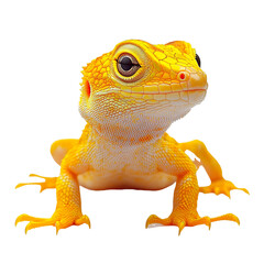 Obraz premium Angled view full body shot of an extremely perfect looking single Yellow Spotted Lizard isolated on a white transparent background