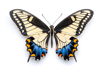 Obraz premium Butterfly Papilio machaon isolated on white