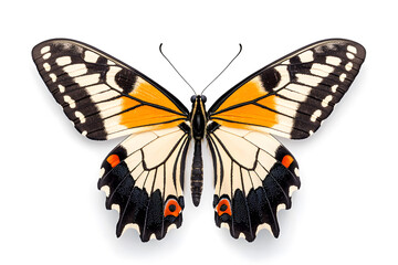 Obraz premium Butterfly Papilio machaon isolated on white