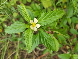 threelobe false mallow plant or Malvastrum coromandelianum growth in outdoor garden 