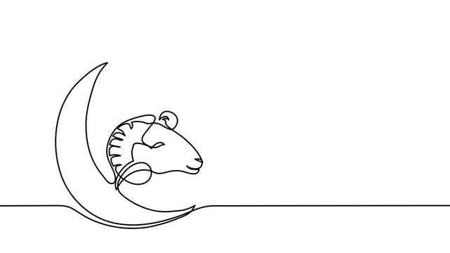 Single line animated illustration of sheep and moon for islamic holiday. One continuous self drawing line animation, footage of sheep, goat, ram and crescent or moon