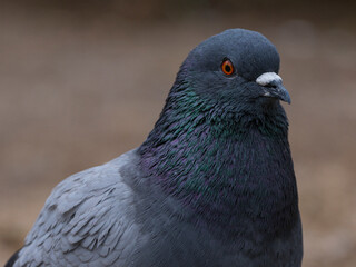 portrait of a beautiful pigeon