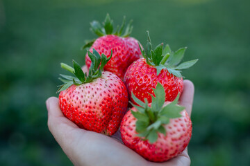 strawberry in hand