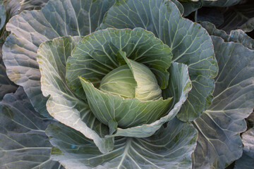 Fototapeta premium head of cabbage