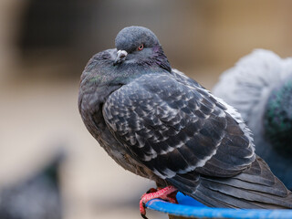 portrait of a beautiful pigeon
