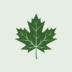 Fototapeta premium A Flat-Style Green maple leaf on a Plain White Background