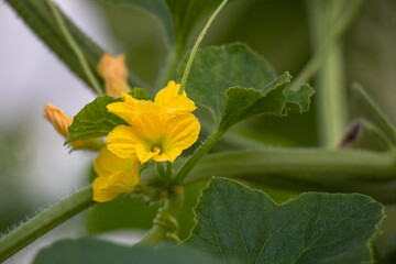 yellow flower in the garden
