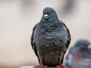 portrait of a beautiful pigeon