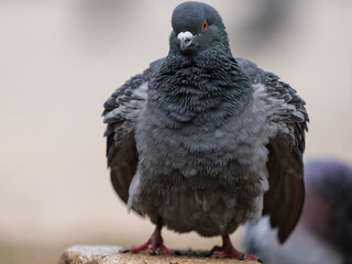 portrait of a beautiful pigeon