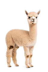 Obraz premium An adorable alpaca posing, isolated on white background