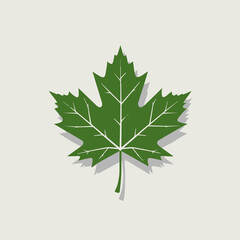 A Flat-Style Green maple leaf on a Plain White Background