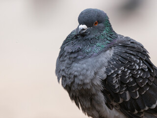 portrait of a beautiful pigeon