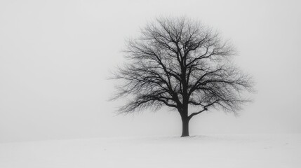 Fototapeta premium Solitary tree in a foggy white landscape during winter