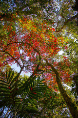 Naklejka premium autumn in the forest