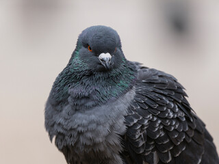 portrait of a beautiful pigeon