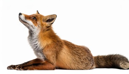 Fototapeta premium Twoyearold Red Fox in Profile, Gazing Upward on White Background, Exuding Curiosity and Vitality