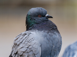 portrait of a beautiful pigeon