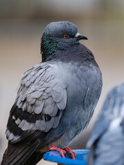 portrait of a beautiful pigeon