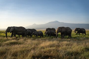 Majestic Elephants at Sunrise with Mount Kilimanjaro, Amboseli National Park, Kenya