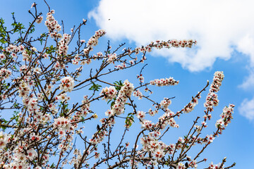 The arrival of spring.