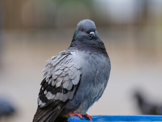portrait of a beautiful pigeon