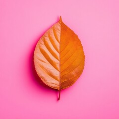 Vibrant autumn leaf resting on bright pink background