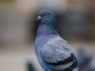 portrait of a beautiful pigeon
