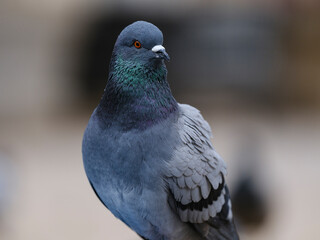 portrait of a beautiful pigeon
