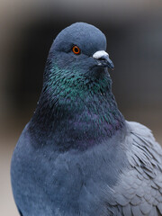 portrait of a beautiful pigeon