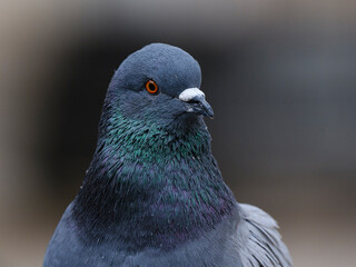portrait of a beautiful pigeon