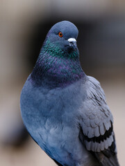 portrait of a beautiful pigeon