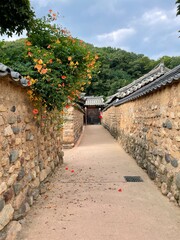 돌담길에 핀 능소화