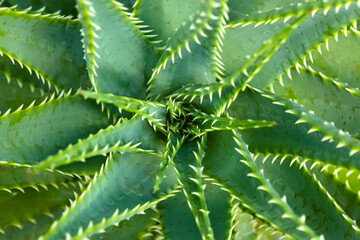 Heart of green succulent plant. Close-up of cactus texture. Botany and garden.