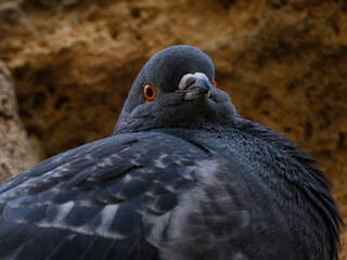 portrait of a beautiful pigeon