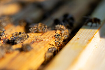 An Intriguing CloseUp of Bees Busily Working on Their Honeycomb Within a Beehive