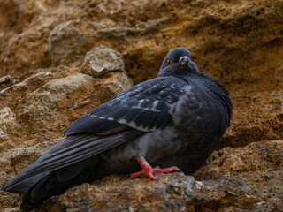 portrait of a beautiful pigeon