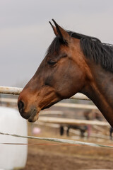 Fototapeta premium Beautiful brown riding horse portrait from the yard of the riding school. A few other horses can be seen in the blurred background.